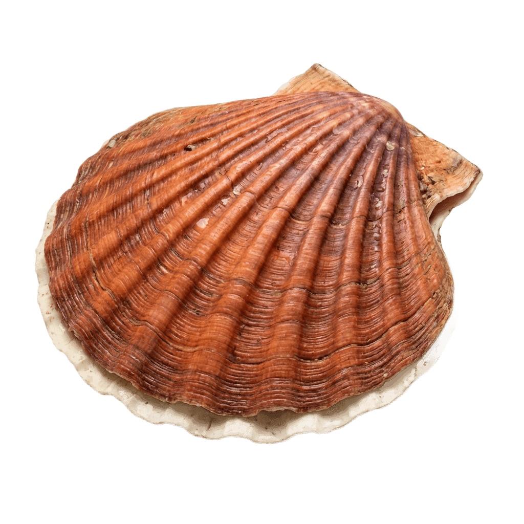 Морские гребешки
