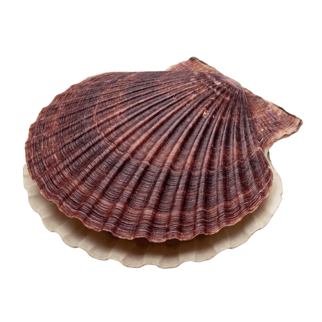 Морской гребешок (японский)