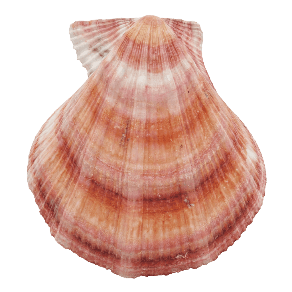 Морской гребешок (Свифта)
