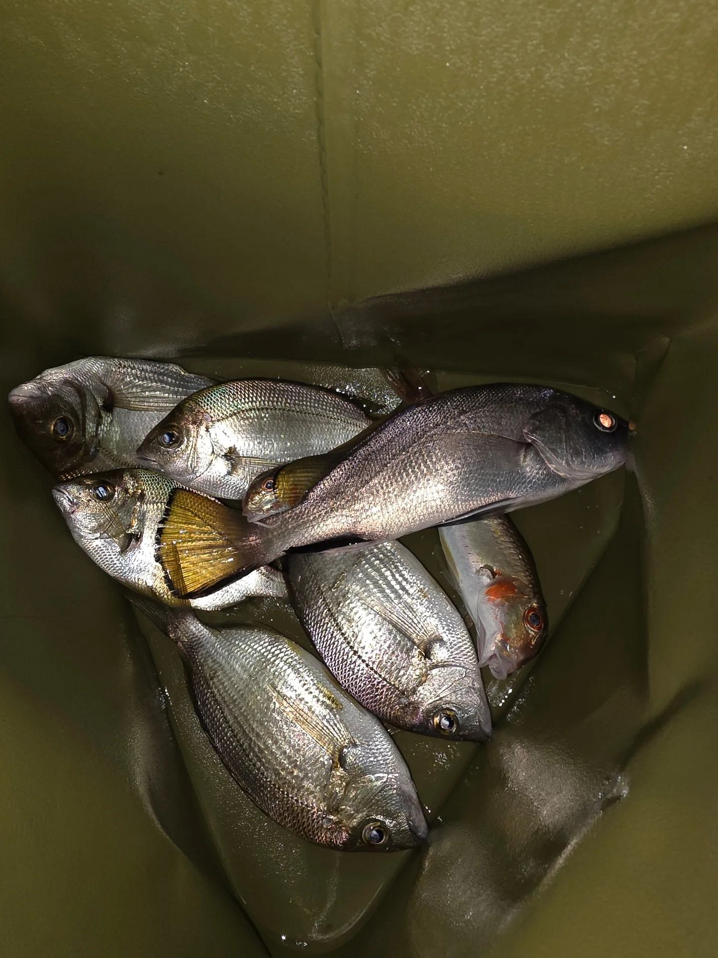 Чёрное море (Бархатные сезоны)