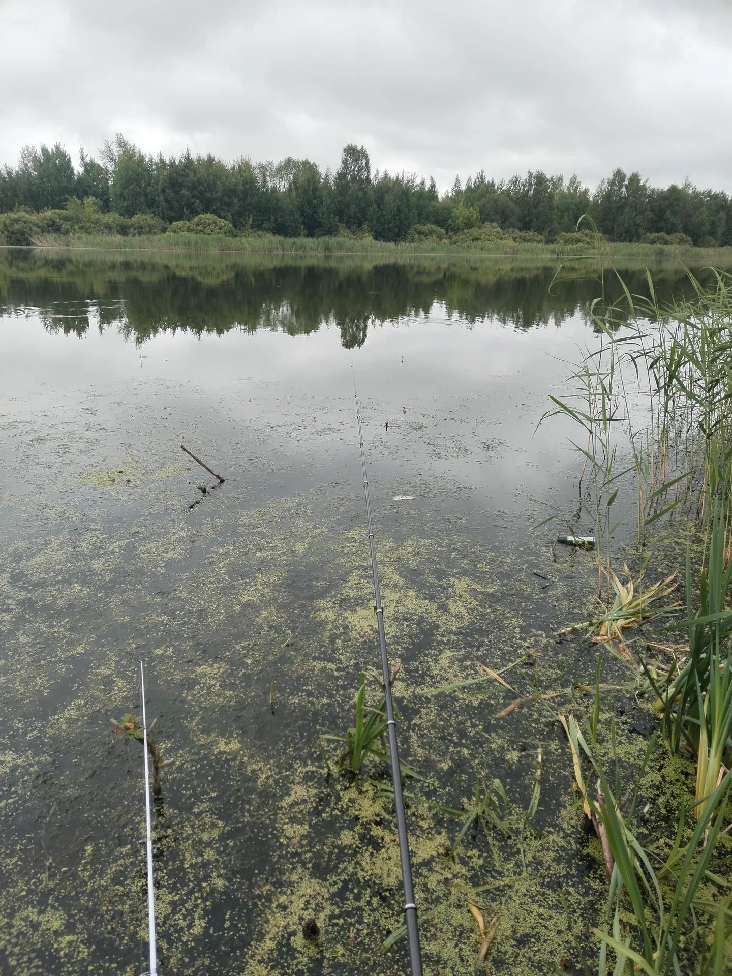 Кривое