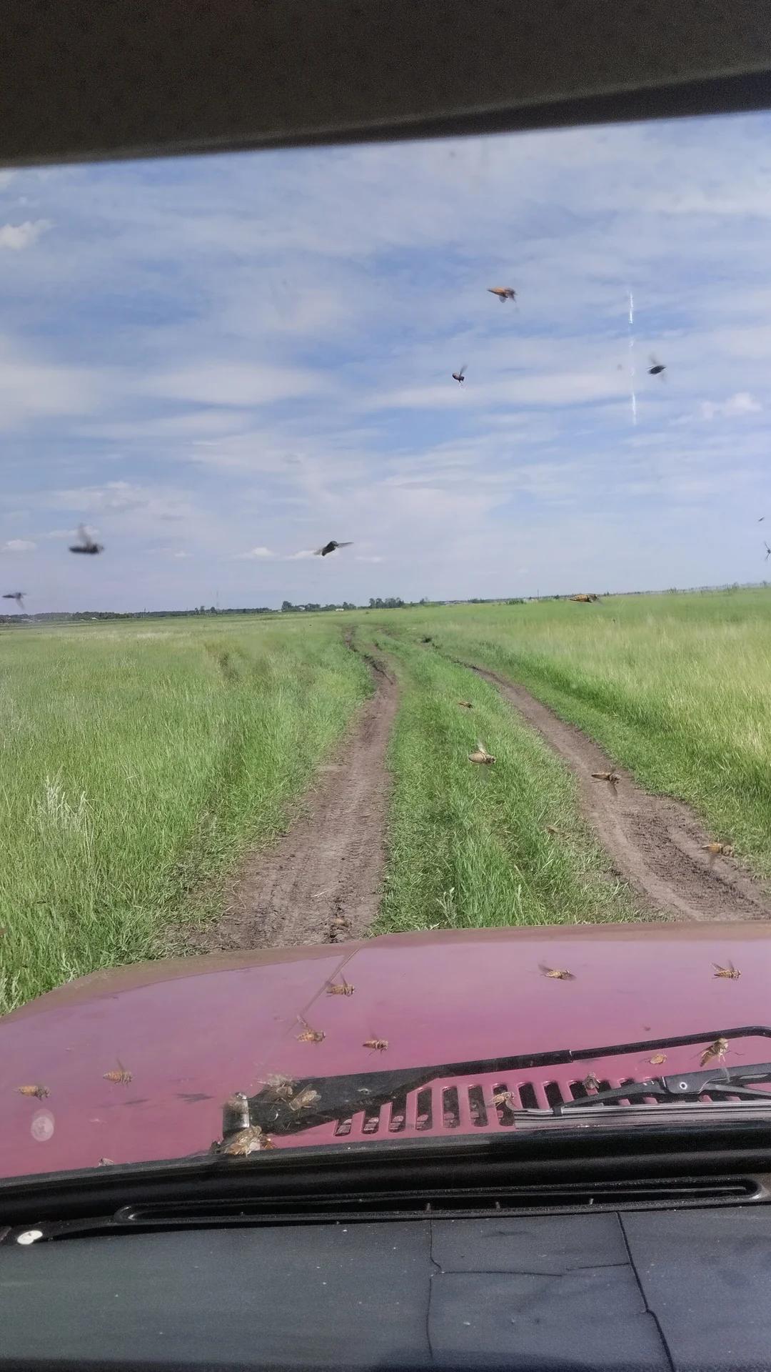 Чебаклы