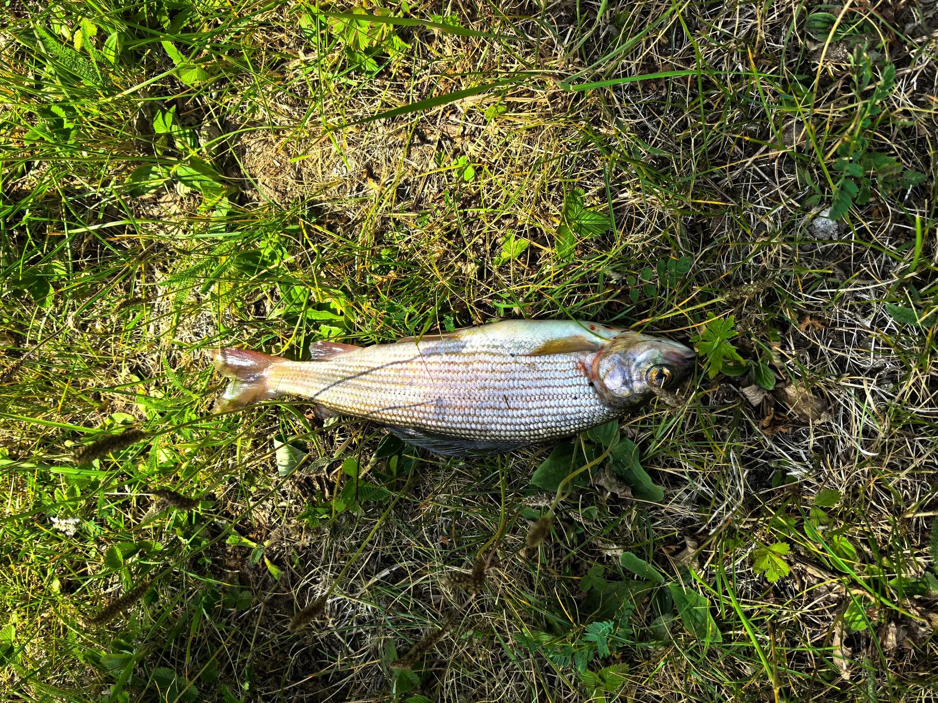 Урсул