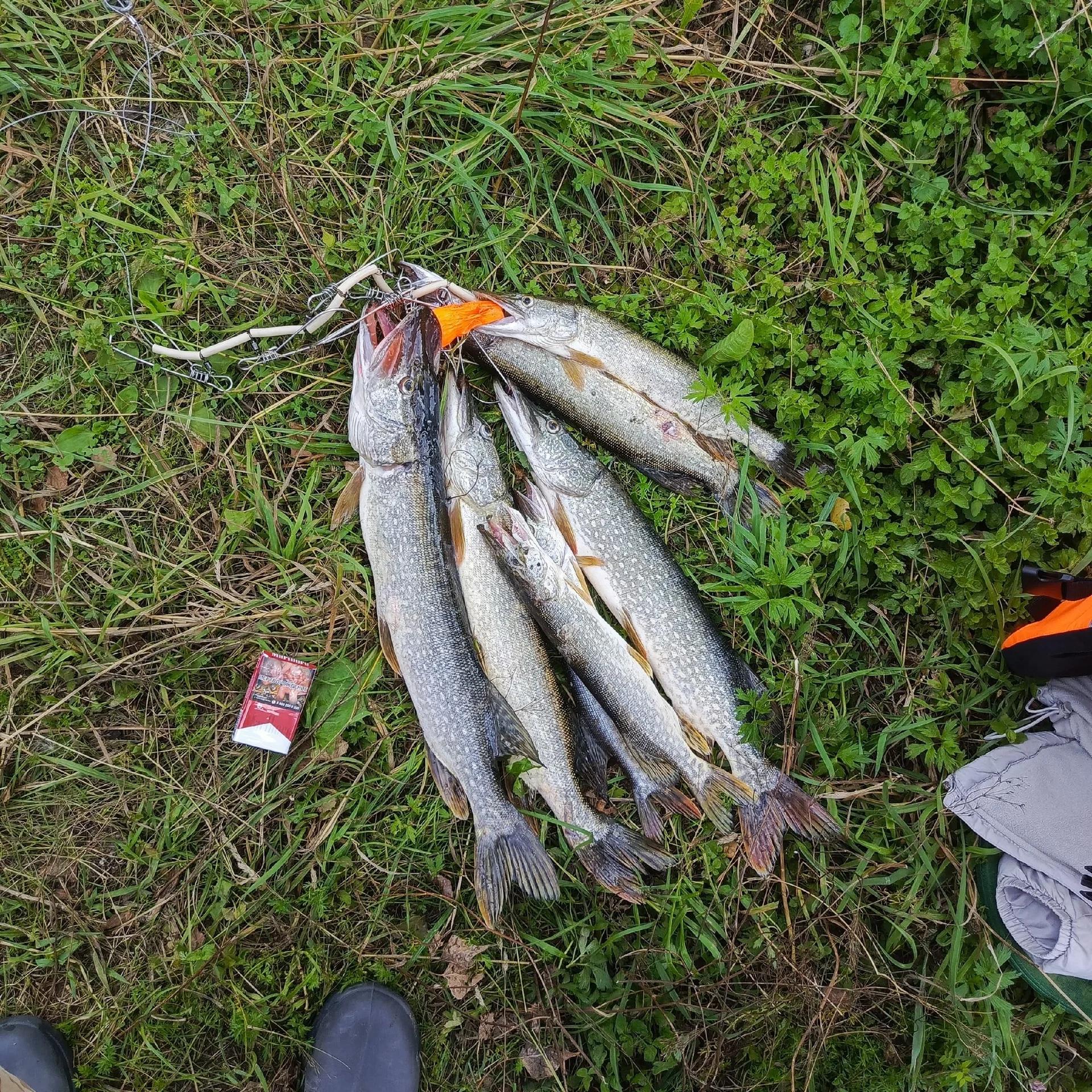 Симан