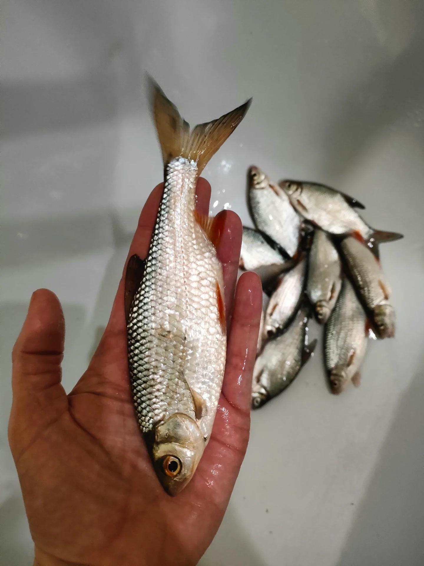 Генеральское залив