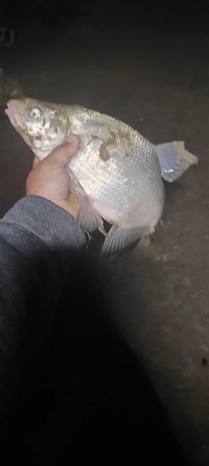Иртыш