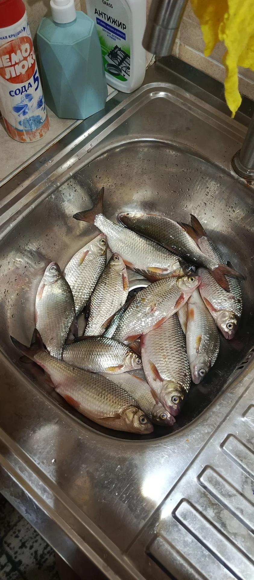 Соленка (Чаша)