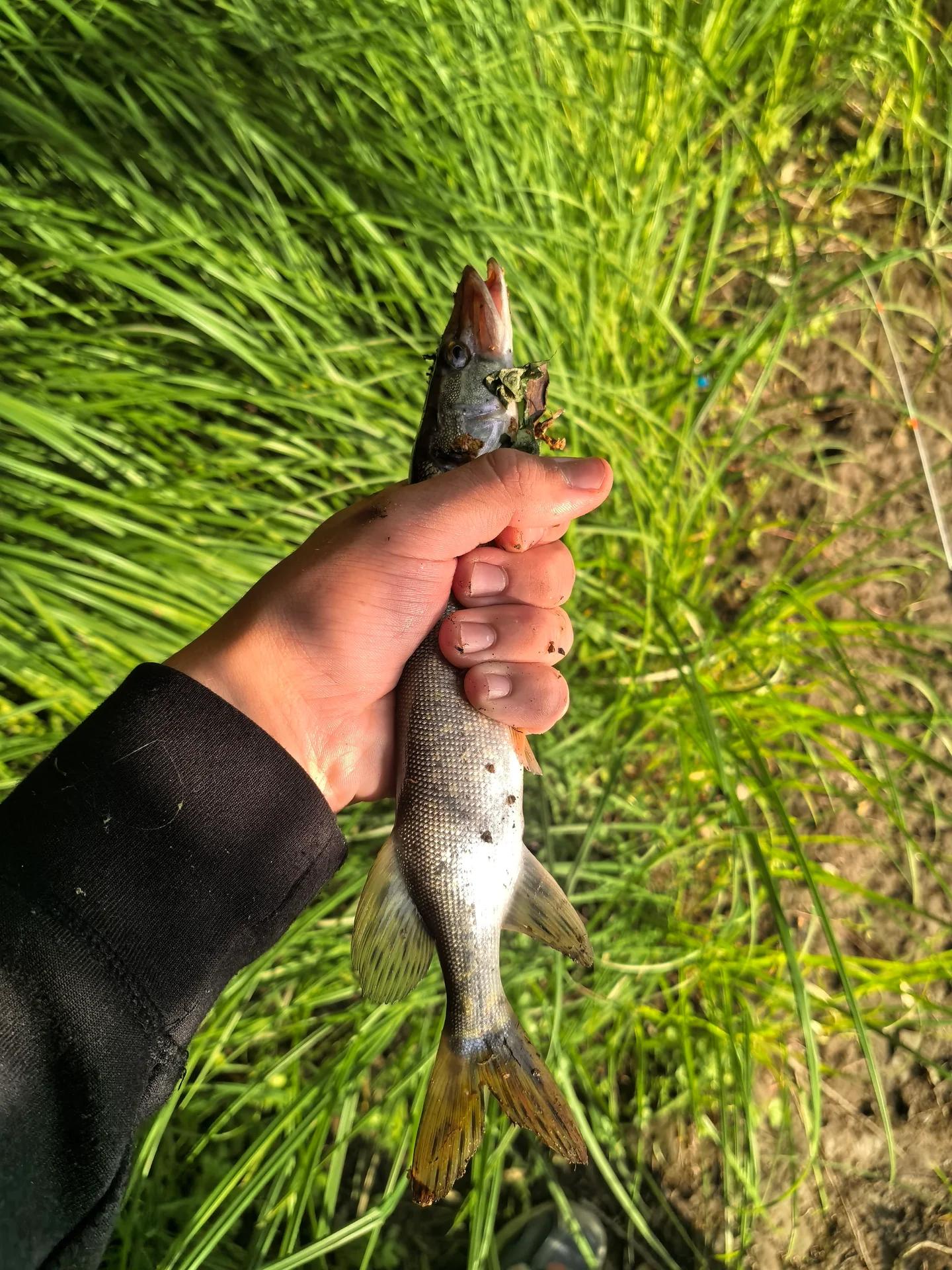 Сенная Курья
