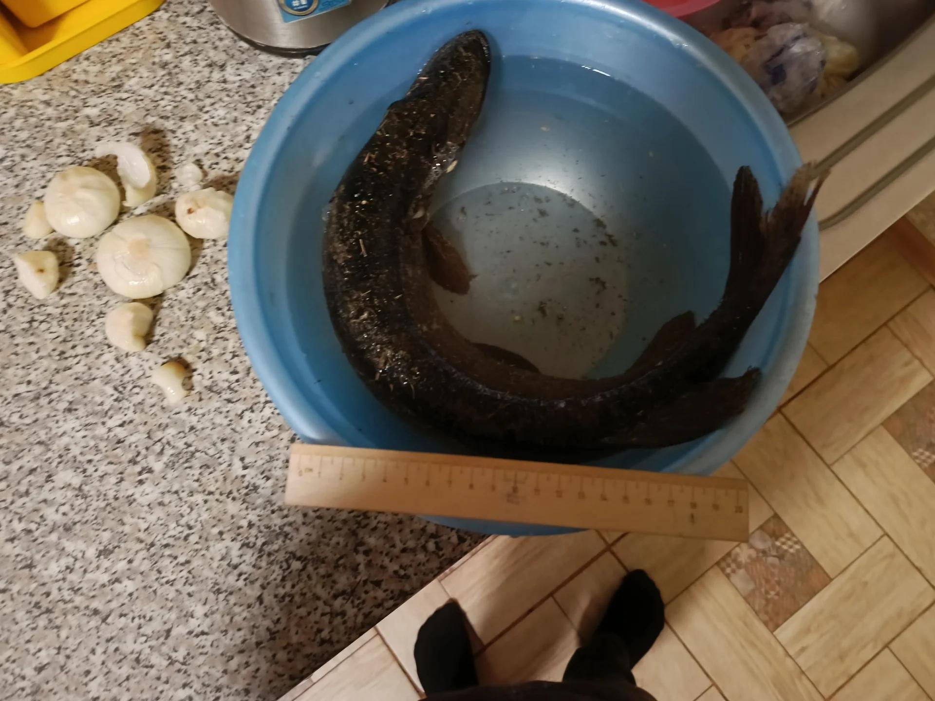 Буртя (Дойка)