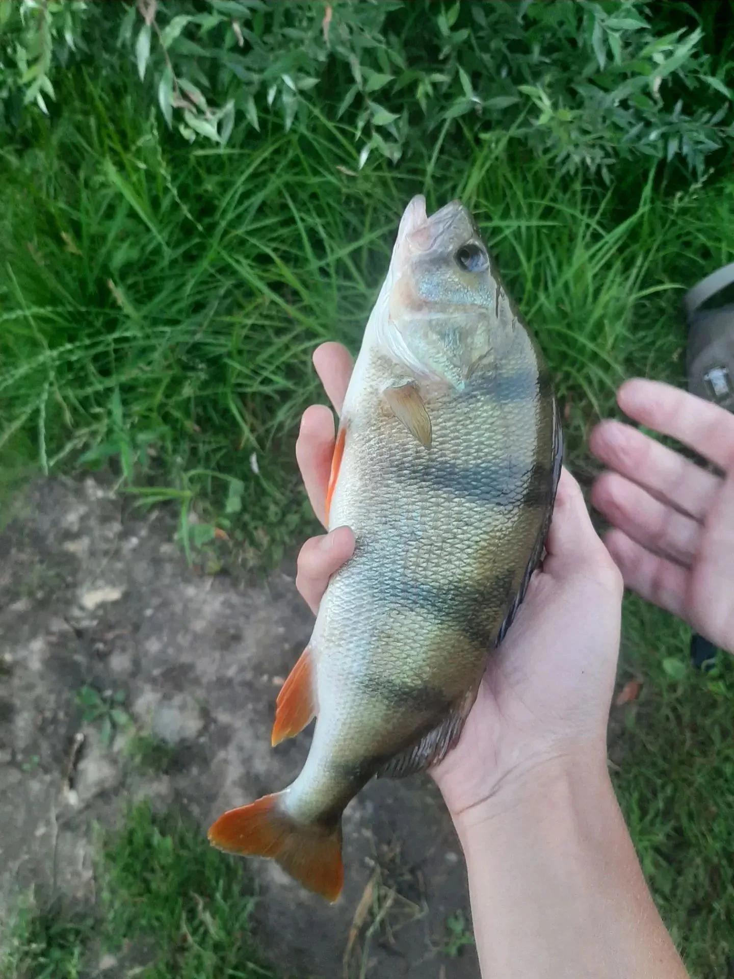 Школьное
