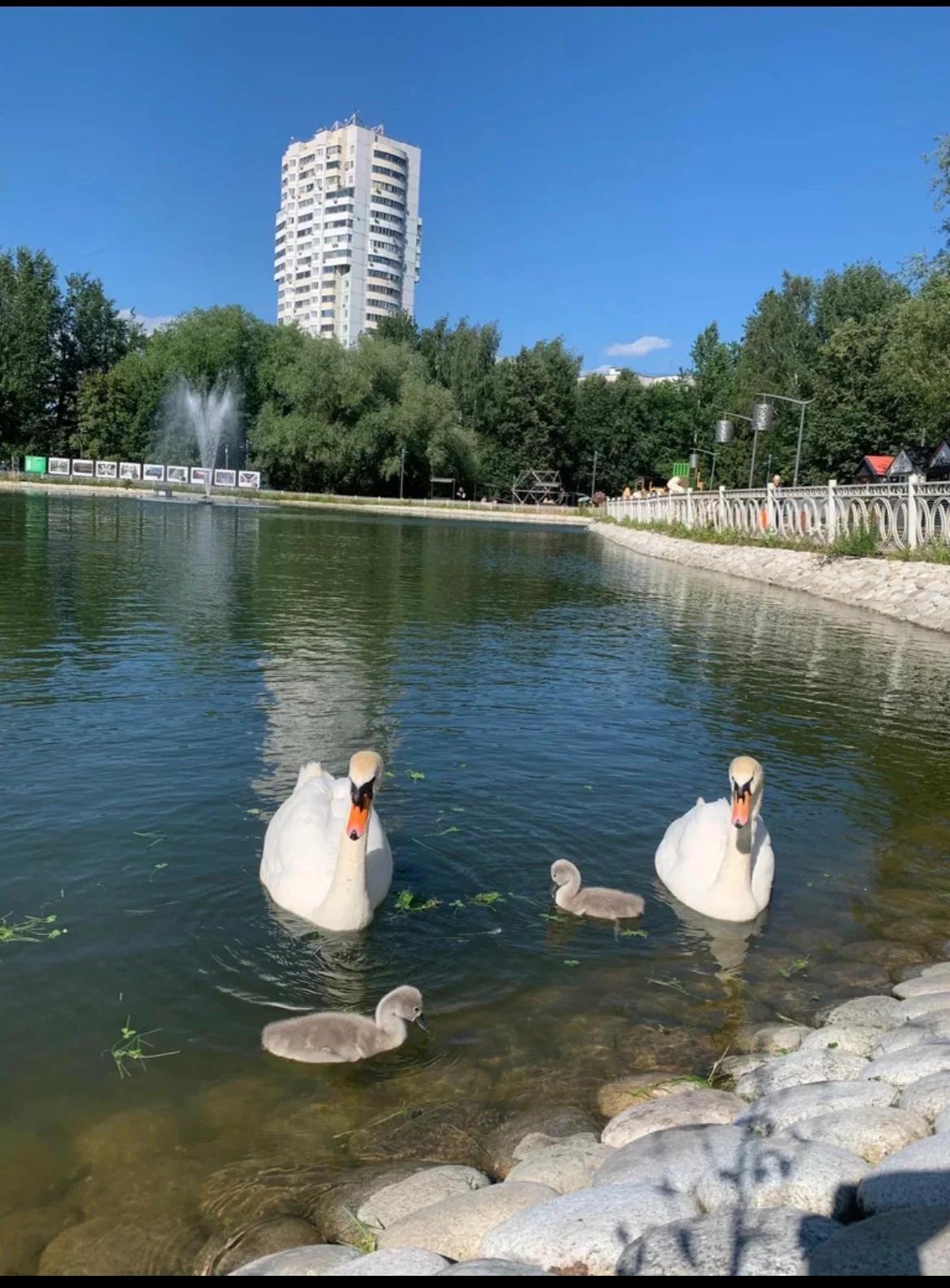 Нижний Лианозовский