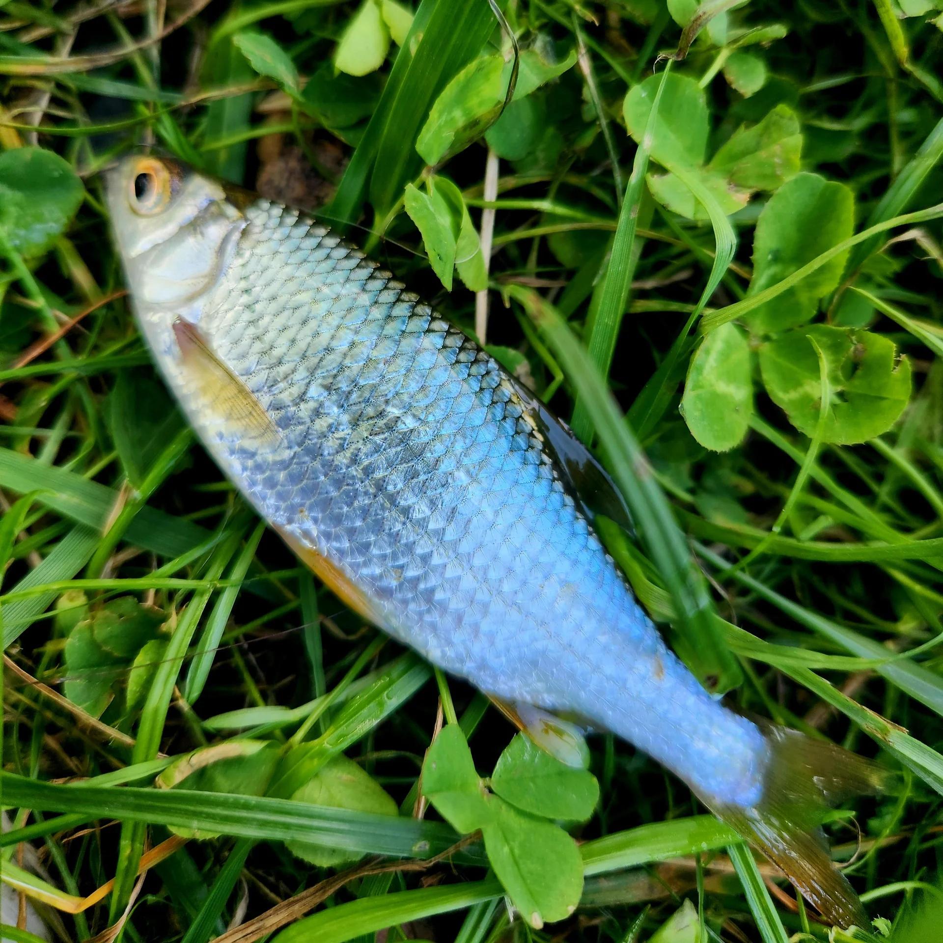 Нижний Царицынский