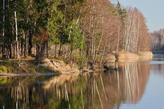 Черноголовка