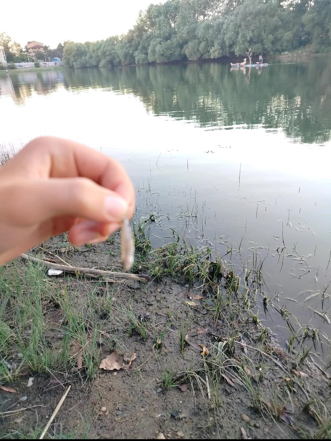 Кубань (Затон)