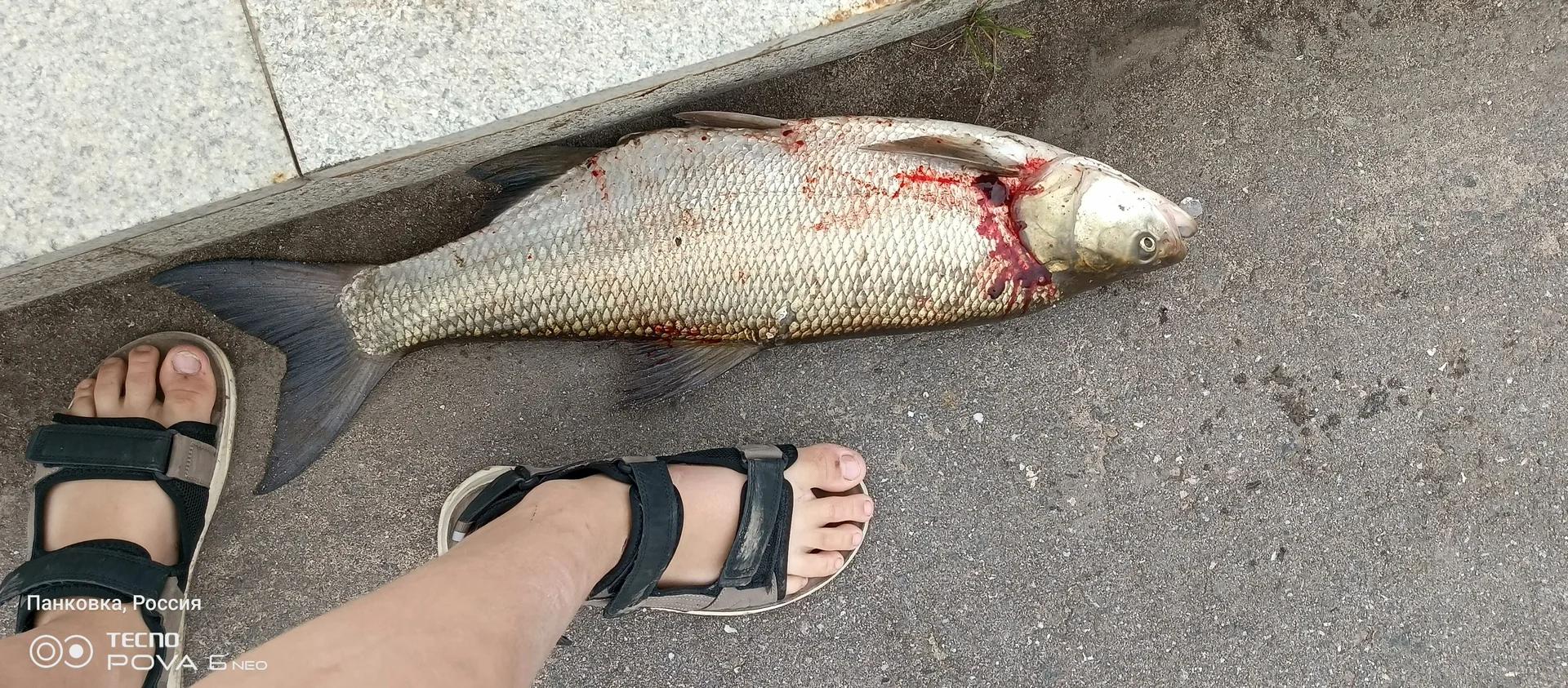 Волхов