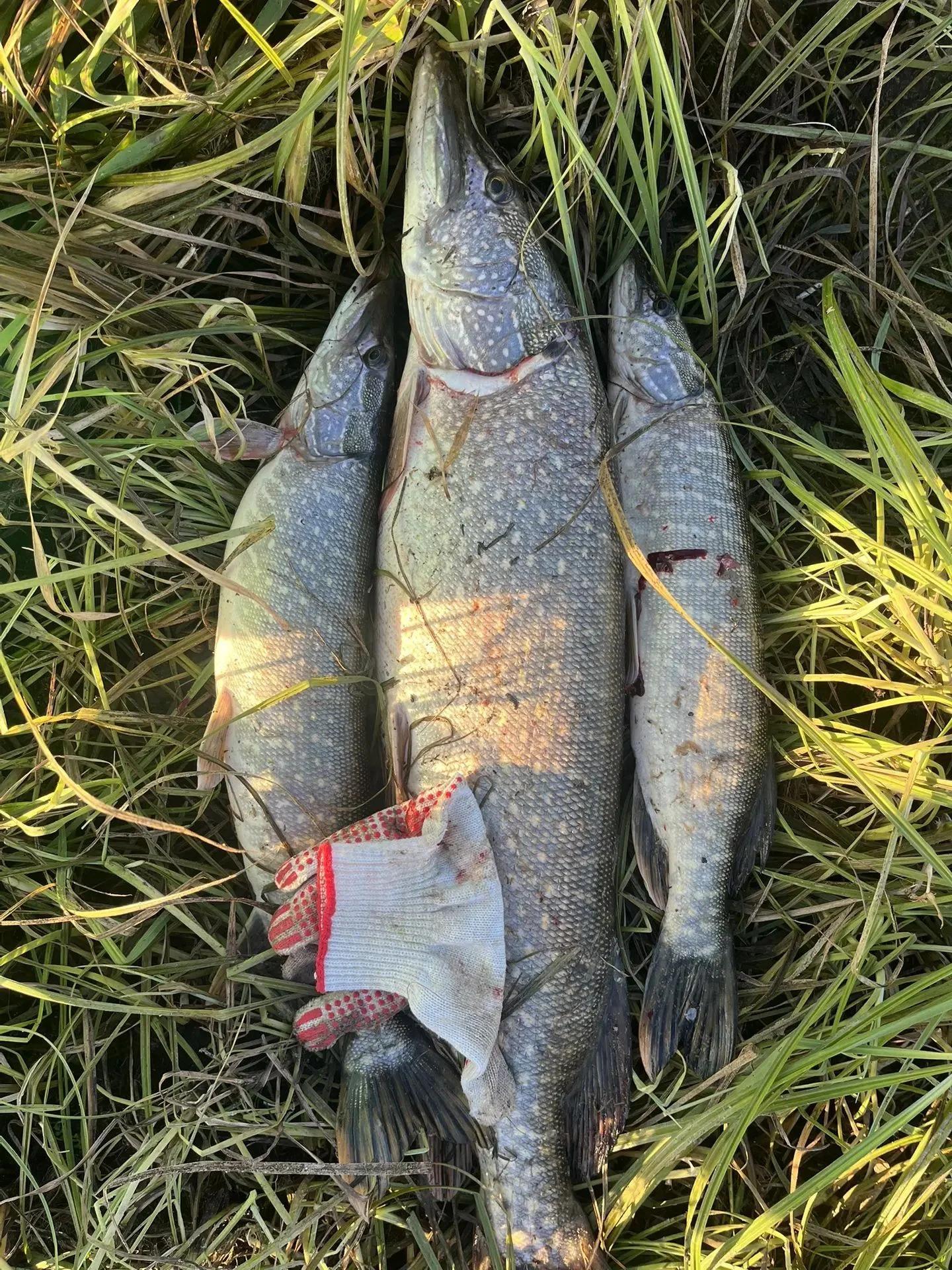 Крестьянская