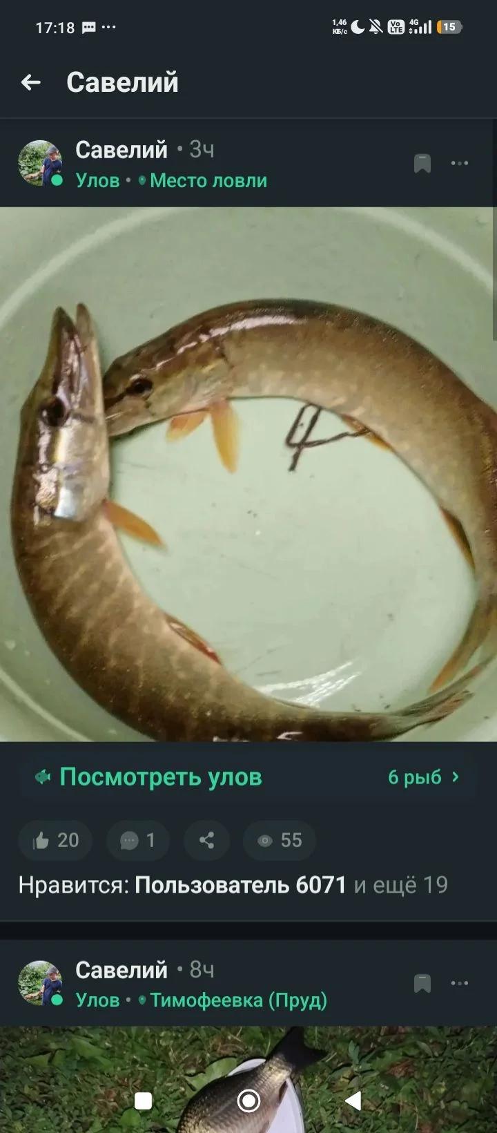 Шемуршинское, фото 2