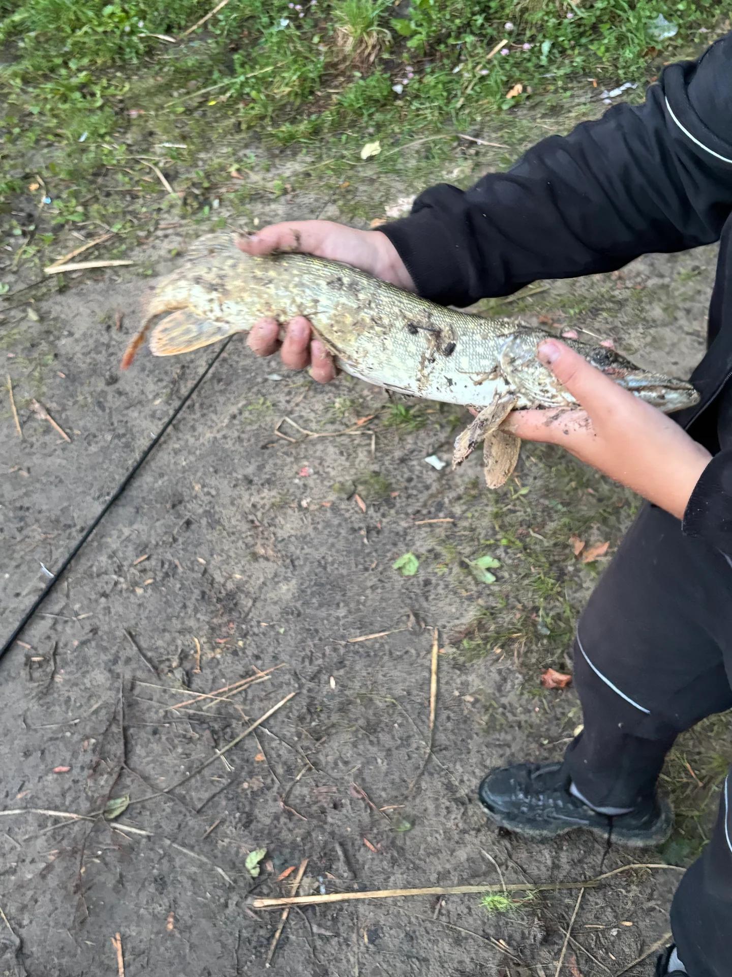 Лесной