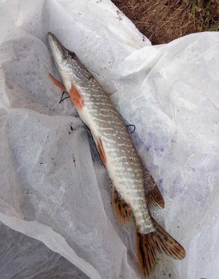 Клязьма (Пляж), фото 2