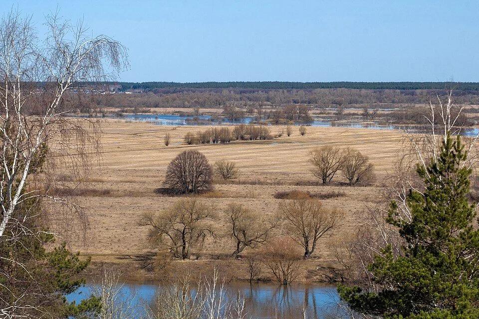 Сосна, фото 2
