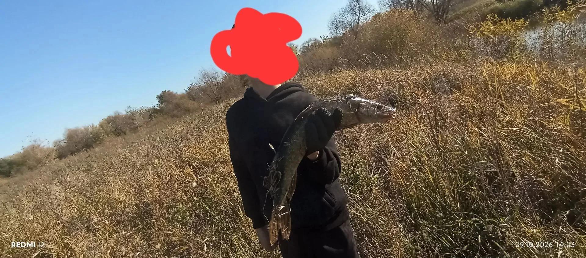 Сельдь
