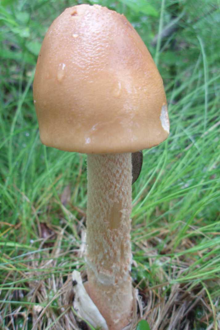 Поплавок шафранный