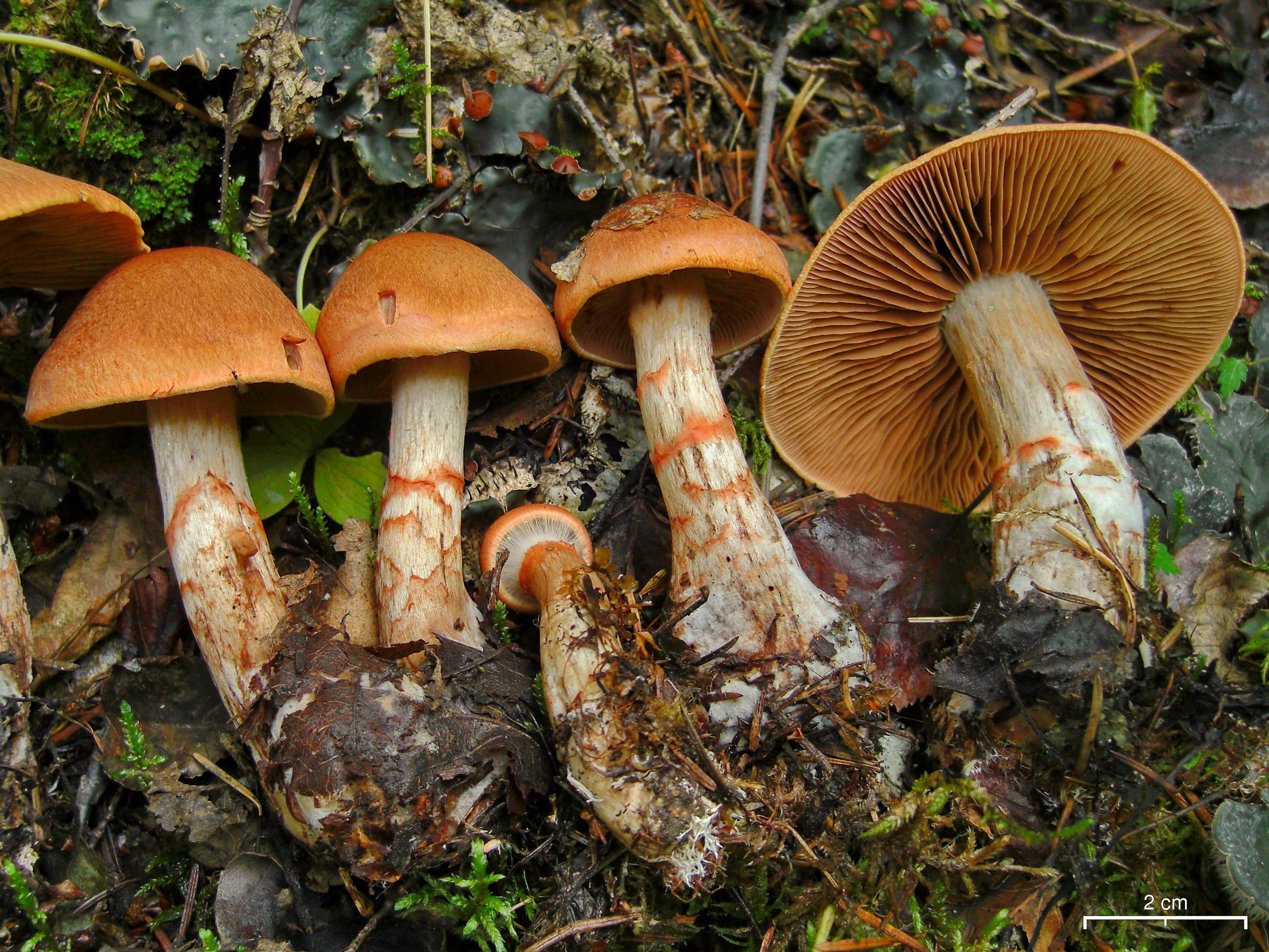 Паутинник браслетчатый