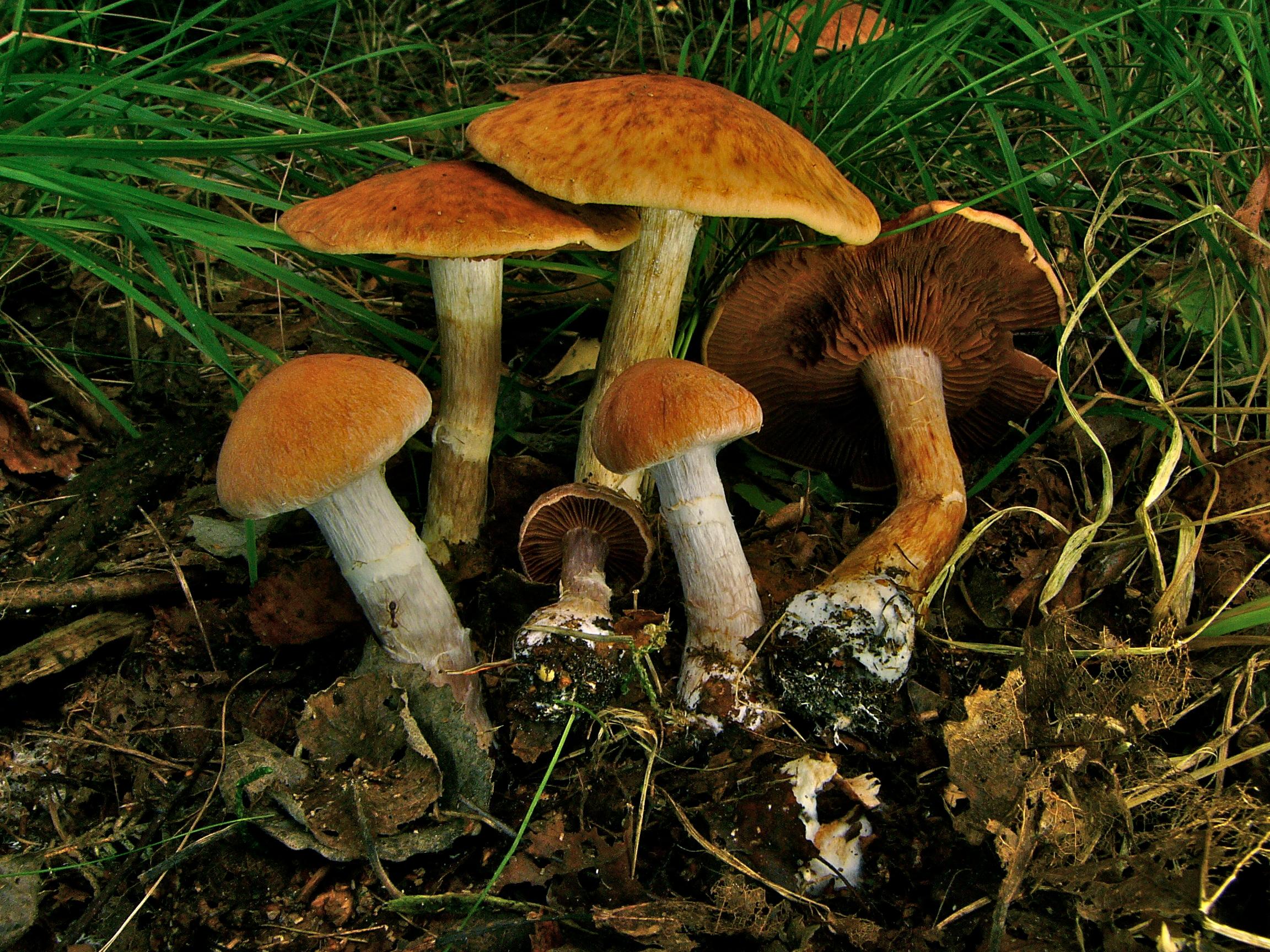 Паутинник двукольцовый
