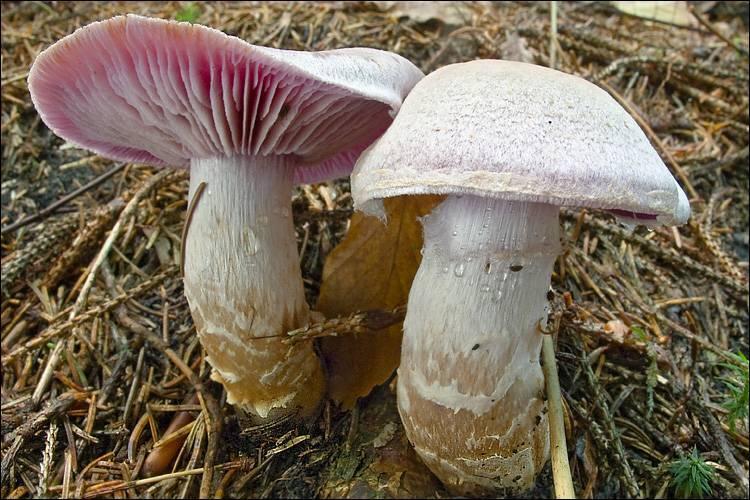 Паутинник камфорный