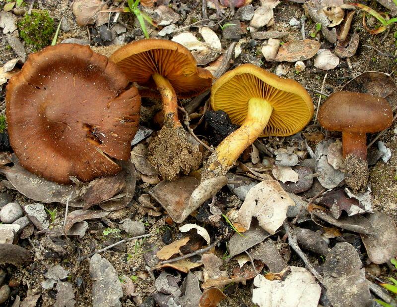 Паутинник шафрановый