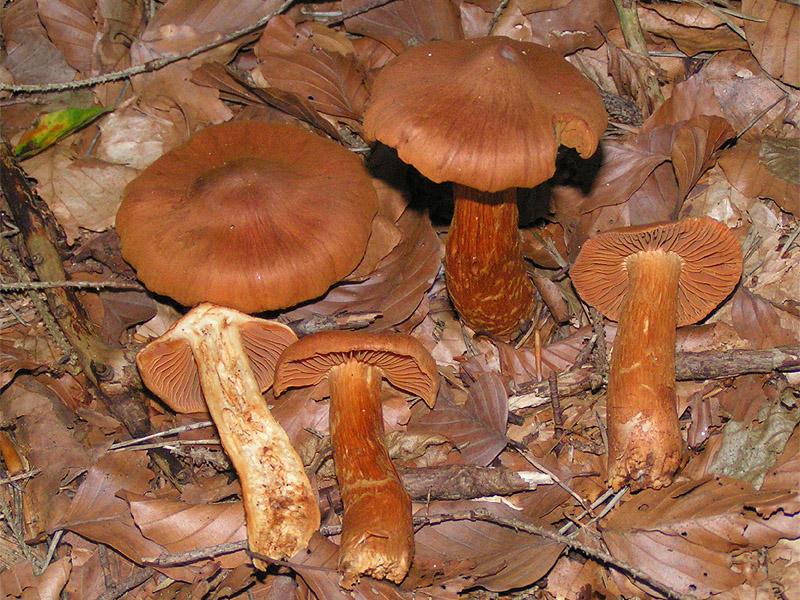 Паутинник красноватый