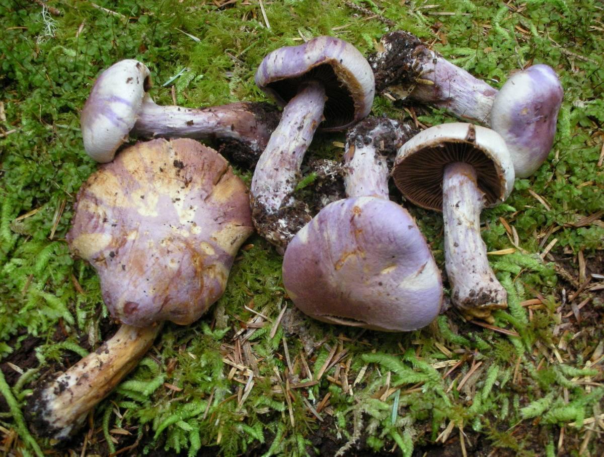 Паутинник козлиный