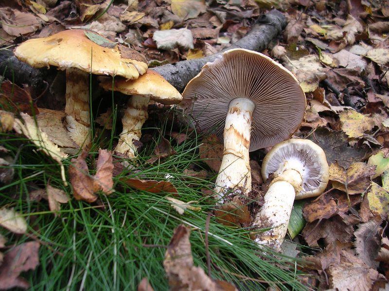 Паутинник триумфальный