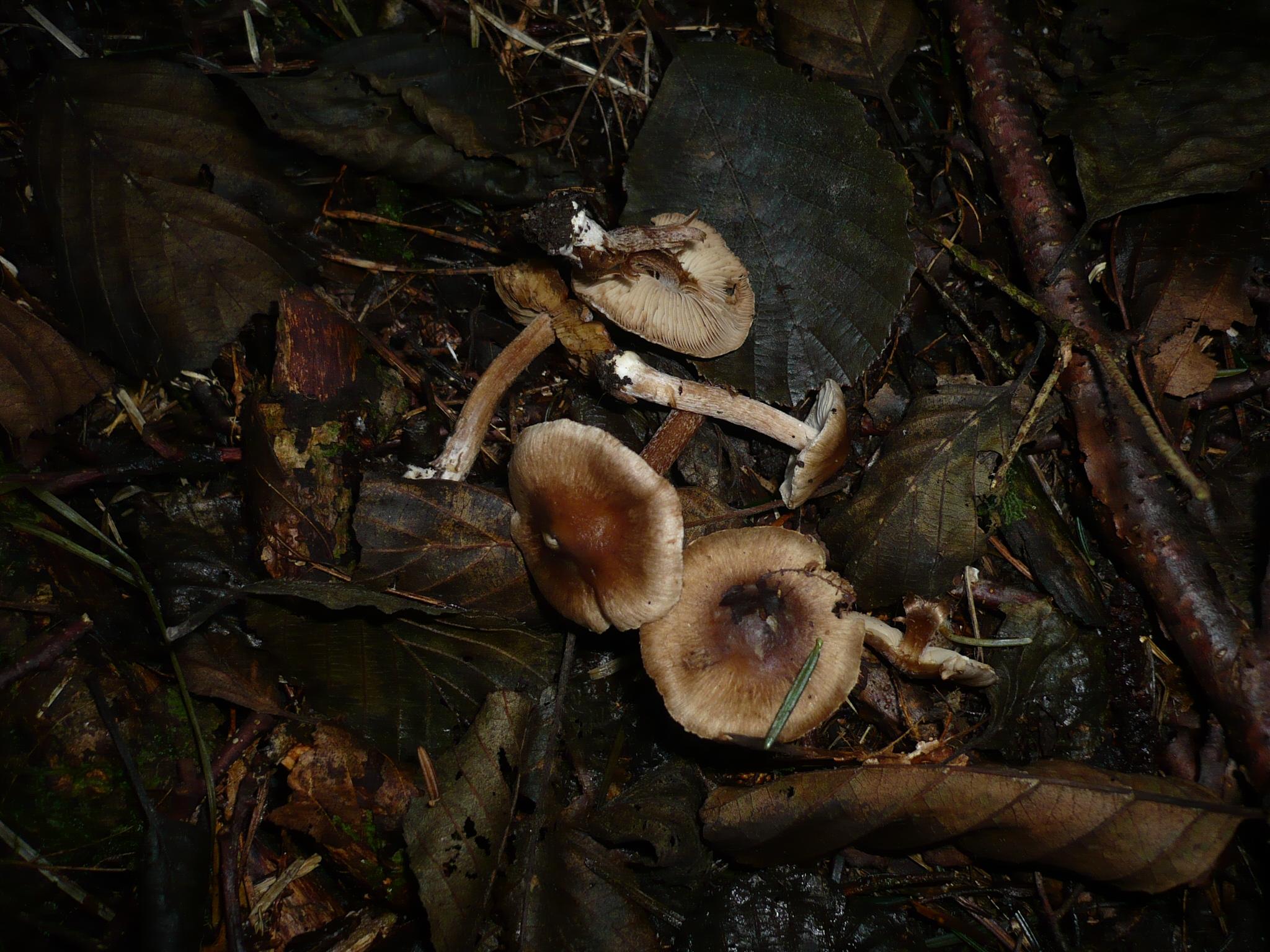 Волоконница острая