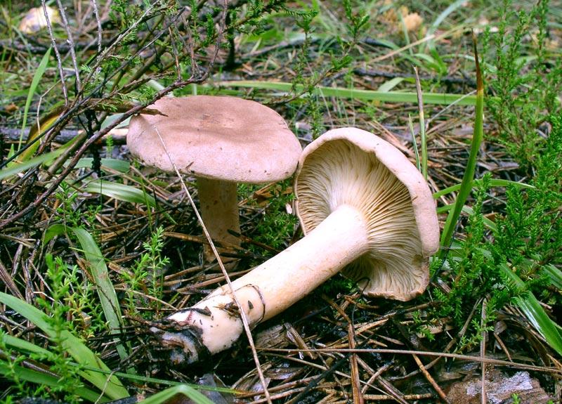 Млечник серо-розовый