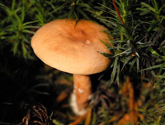 Млечник чахлый