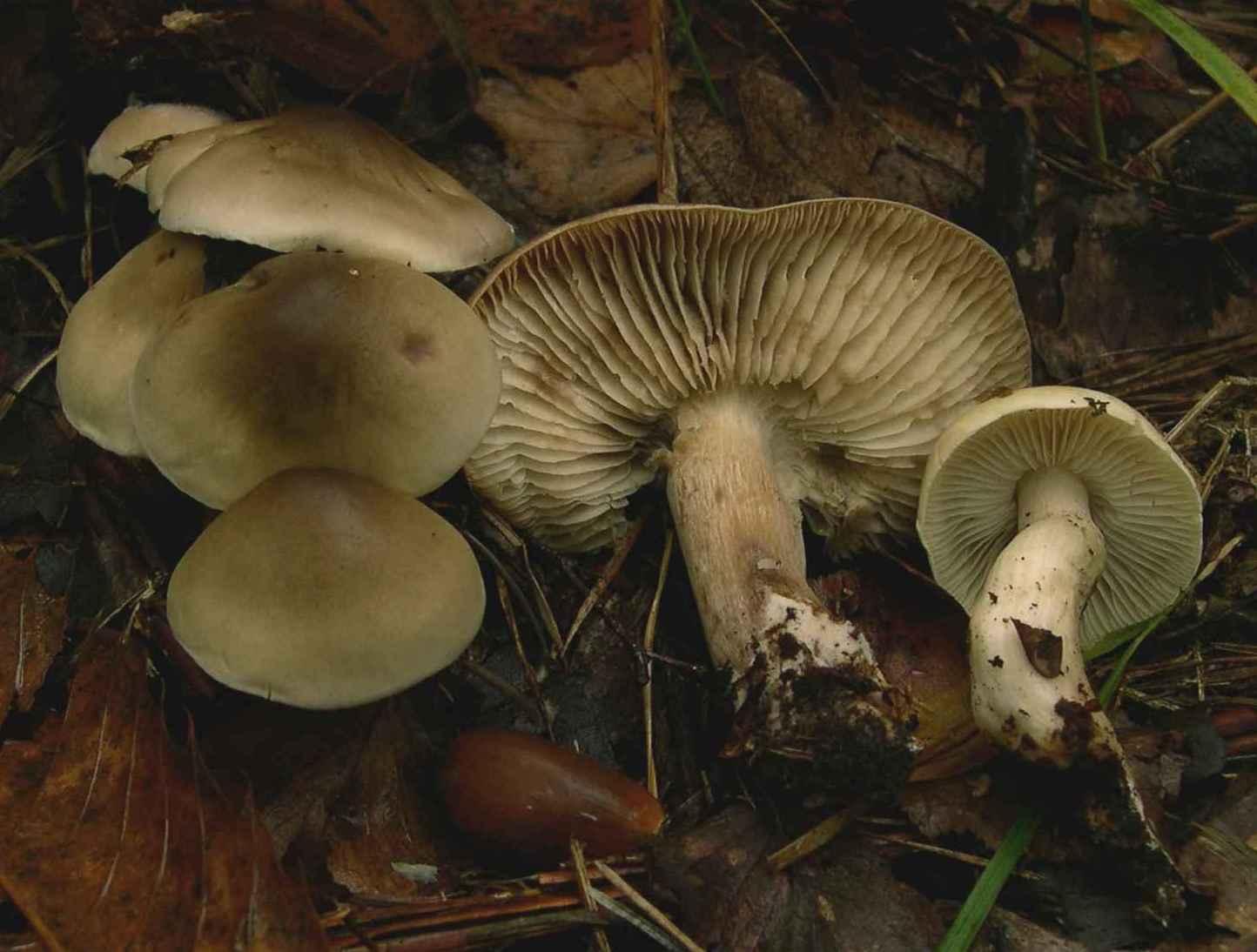 Рядовка мыльная
