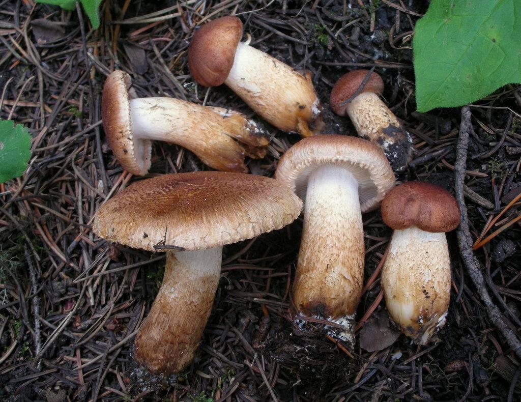 Рядовка бородатая