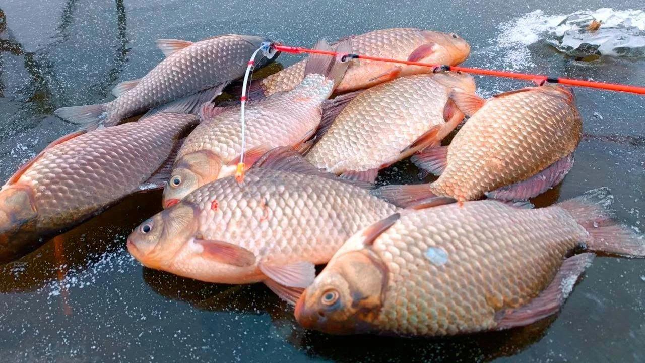 ❓Почему карась зимой спит на одних водоемах, а на других бодрствует?🤔