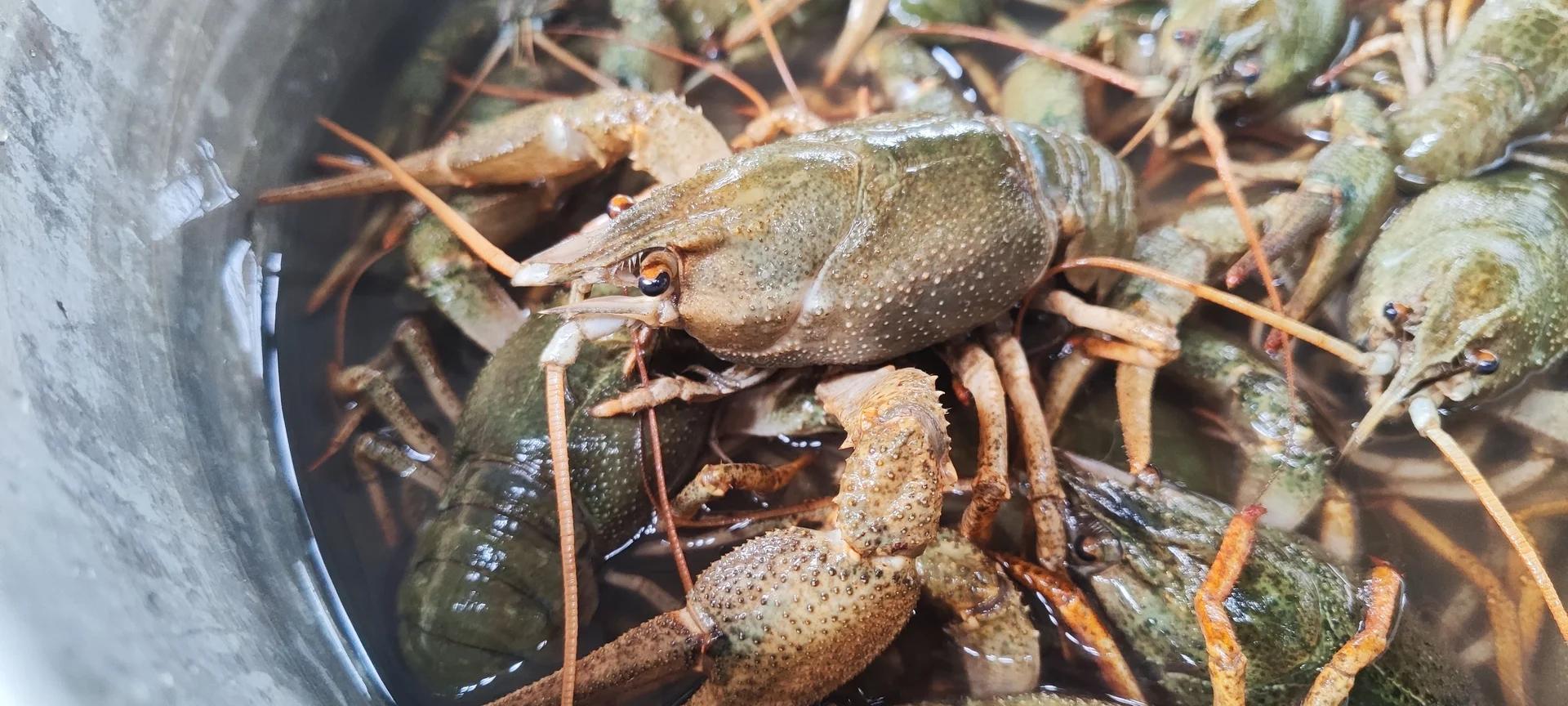 Ловля раков на озере — мой маленький трофейный улов 🦞