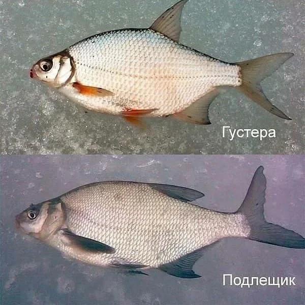 Как отличить Густеру от «Подлещика»
