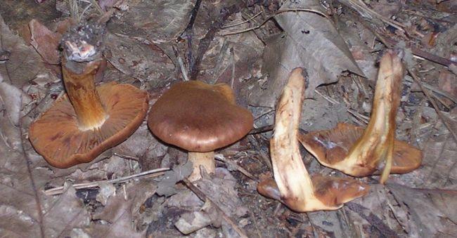 Паутинник горный